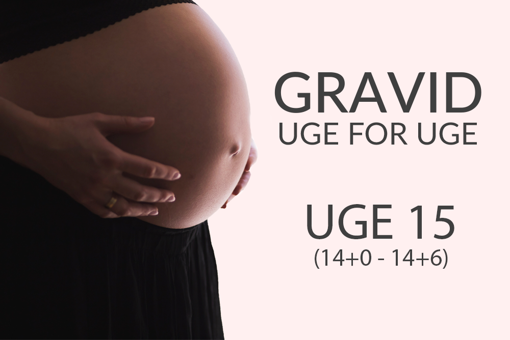 Gravid uge 15 (14+0 - 14+6)